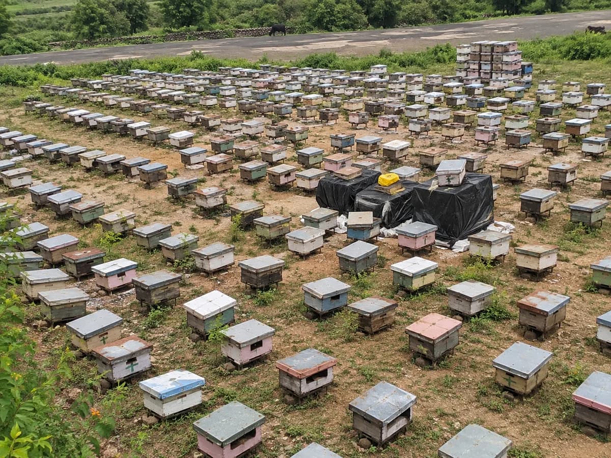Rows of bee boxes across an apiary